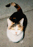 the cat